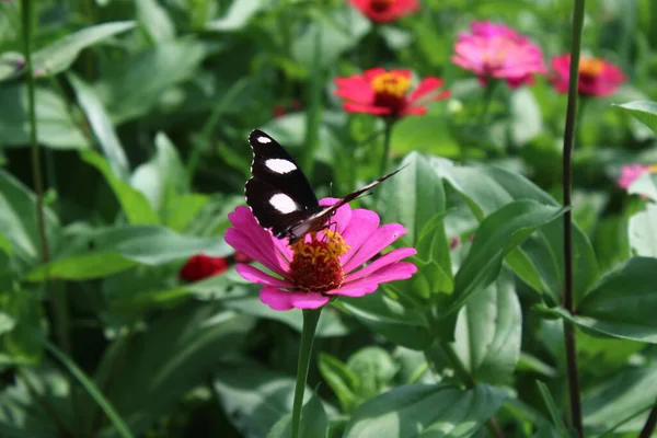 Belles Perches Papillons Sur Fleurs Tropicales Fleurs — Photo