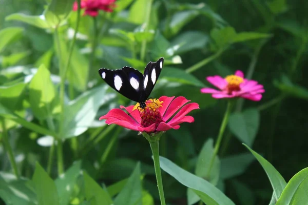 Belles Perches Papillons Sur Fleurs Tropicales Fleurs — Photo