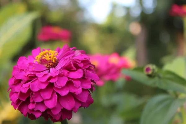 Uma Vista Belas Flores Roxas Flor Durante Dia — Fotografia de Stock