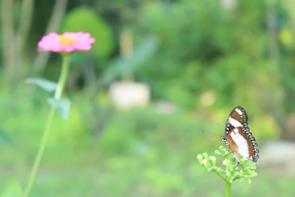 Uitzicht Vlinders Met Bruine Zwarte Witte Vleugels Boven Bloemknoppen — Stockfoto