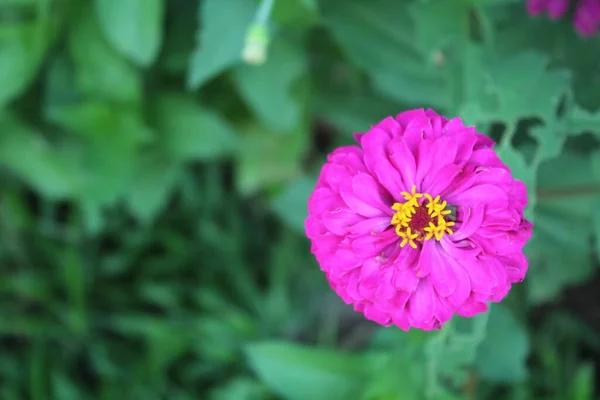 Uma Vista Belas Flores Roxas Flor Durante Dia — Fotografia de Stock