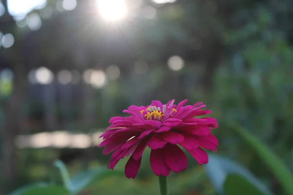 Uma Vista Belas Flores Roxas Flor Durante Dia — Fotografia de Stock
