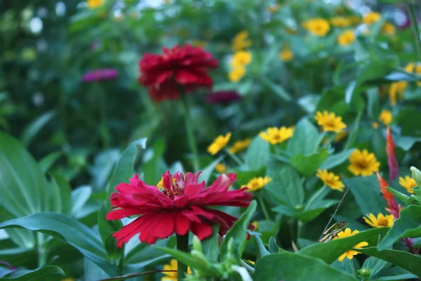 Composição Harmoniosa Pequenas Flores Amarelas Folhas Verdes Com Flores Vermelhas — Fotografia de Stock