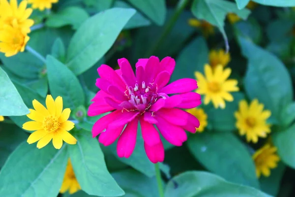 Composição Harmoniosa Pequenas Flores Amarelas Folhas Verdes Com Flores Roxas — Fotografia de Stock