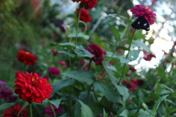Ein Blick Auf Rote Blumen Die Tag Blühen — Stockfoto