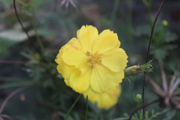 Μια Θέα Των Κίτρινων Λουλουδιών Που Ανθίζουν Την Ημέρα — Φωτογραφία Αρχείου