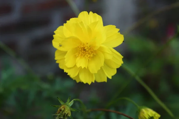 Μια Θέα Των Κίτρινων Λουλουδιών Που Ανθίζουν Την Ημέρα — Φωτογραφία Αρχείου