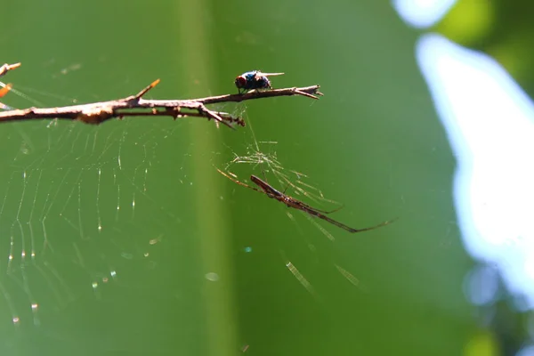 Visão Uma Mosca Presa Uma Teia Aranha — Fotografia de Stock