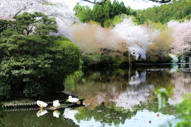 Kyoto 'daki milli parktaki göletin sularındaki ağaçların ve kazların yansımaları.
