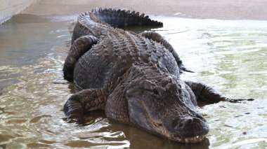 Büyük bir timsah yukarı bak bakalım hazır yiyecek var mı, keskin dişleri olan?