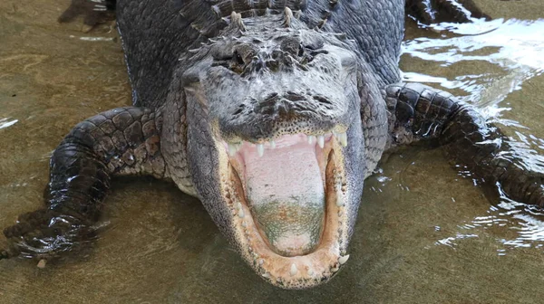 Ein Großer Alligator Mit Den Scharfen Zähnen Schaut Nach Oben — Stockfoto