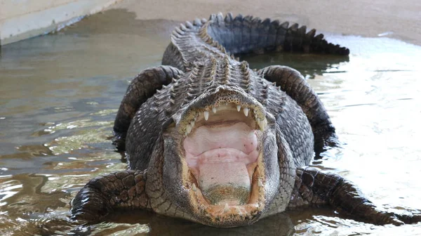 Ein Großer Alligator Mit Den Scharfen Zähnen Schaut Nach Oben — Stockfoto