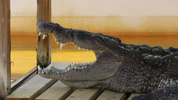 Een Grote Alligator Kijkt Omhoog Voedsel Klaar Met Scherpe Tanden — Stockfoto