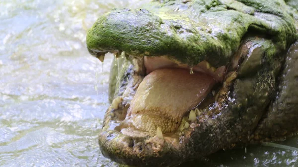 Büyük bir timsah yukarı bak bakalım hazır yiyecek var mı, keskin dişleri olan?