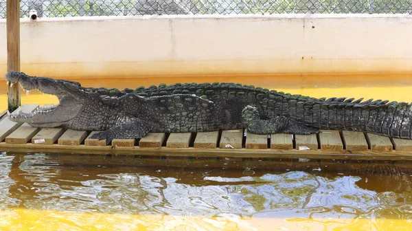Büyük bir timsah yukarı bak bakalım hazır yiyecek var mı, keskin dişleri olan?