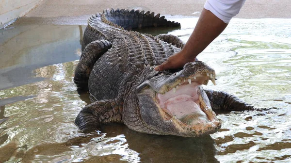 Grand Alligator Regarde Nourriture Prête Avec Les Dents Pointues — Photo