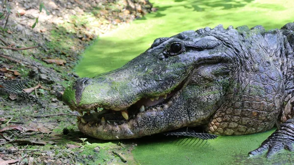 Grand Alligator Regarde Nourriture Prête Avec Les Dents Pointues — Photo