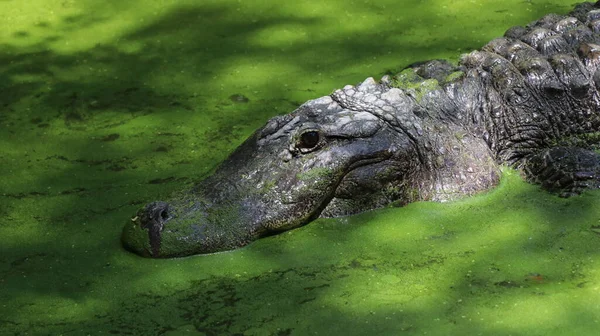 Stor Alligator Tittar Upp För Att Det Finns Någon Mat — Stockfoto