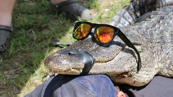 Jeune Homme Allongé Sur Herbe Avec Alligator Avec Des Lunettes — Photo