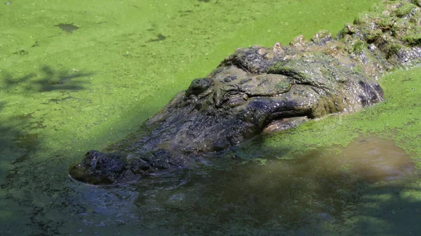 Büyük bir timsah yukarı bak bakalım hazır yiyecek var mı, keskin dişleri olan?