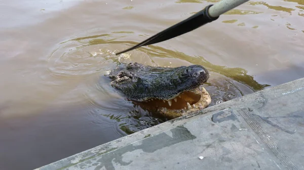 Büyük bir timsah yukarı bak bakalım hazır yiyecek var mı, keskin dişleri olan?