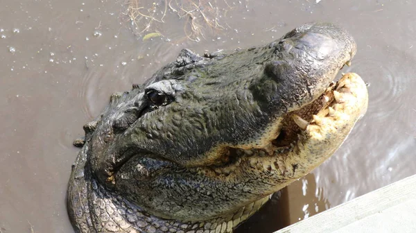 Stor Alligator Tittar Upp För Att Det Finns Någon Mat — Stockfoto