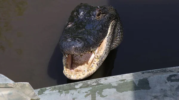 Ein Großer Alligator Mit Den Scharfen Zähnen Schaut Nach Oben — Stockfoto