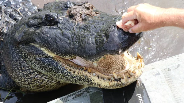 Grand Alligator Regarde Nourriture Prête Avec Les Dents Pointues — Photo