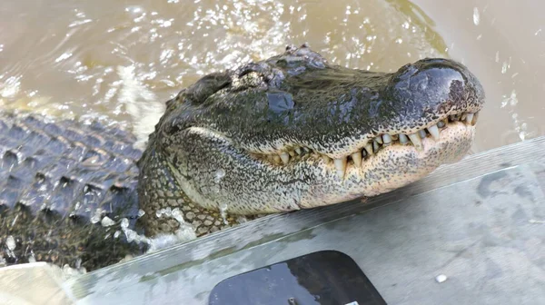 Büyük bir timsah yukarı bak bakalım hazır yiyecek var mı, keskin dişleri olan?