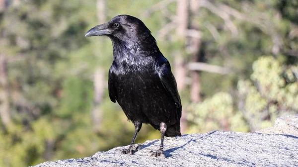 Küçük hayvanları avlamaya hazır büyük siyah bir karga.