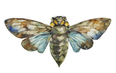 Cicada. Watercolor illustration on a white background. clipart