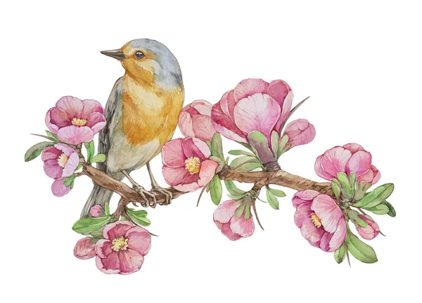 知更鸟在枝条上开着花 白色背景上的水彩画 — 图库照片