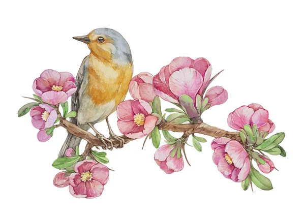 Çiçekli bir dalda Robin Bird. Beyaz arkaplanda suluboya çizimi.