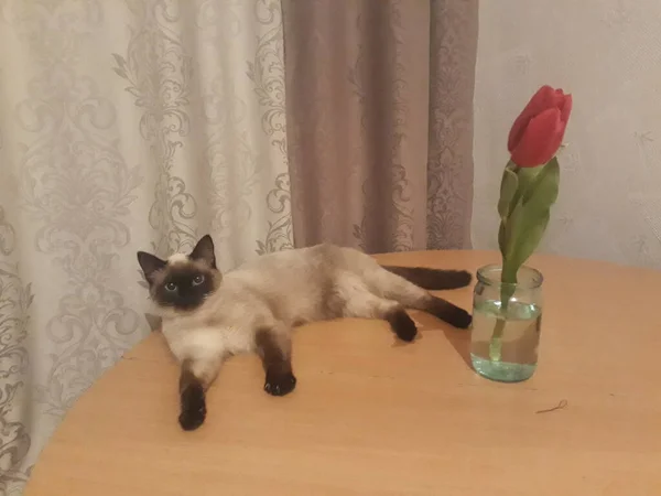 Siamesische Katze Mit Einer Tulpe Auf Dem Tisch — Stockfoto