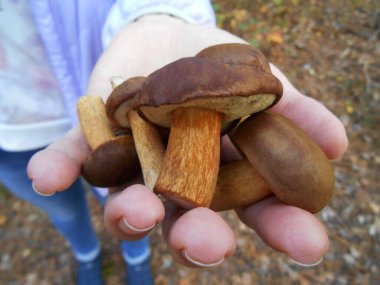 Kız elinde mantar tutuyor. Boletus badius. Lezzetli, güzel mantarlar. Mantar toplama. Seçici odak