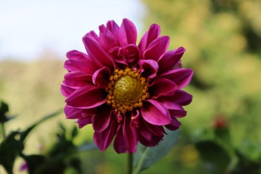 Güzel pembe yıldız çiçeği bir bahçe çiçeğidir. Sonbahar çiçekleri. Makro. Yüksek kalite fotoğraf