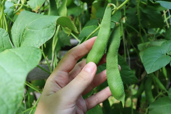 Beans Green Pod Growing Ripening Beans Girl Holds Pods Her — Stock Photo, Image