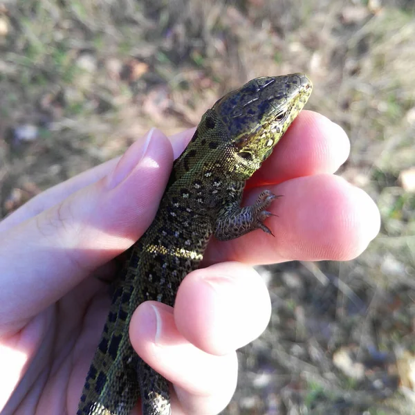 Lagarto Lacerta Agilis Mão Folidose Lagarto Réptil Animais Planícies Estepes — Fotografia de Stock