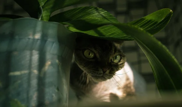 Haarlose Katze Und Heimische Pflanze — Stockfoto