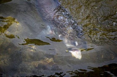 Bir Taimen balığının sineği yakalaması ya da yem atması.