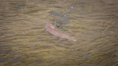 Bir Taimen alabalığı yüzeye çıkıyor, bir sinekten kaçmaya çalışıyor.