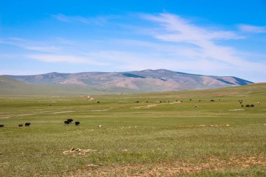Cattle grazing on a Mongolian grassland steppe, with mountains in the distance clipart