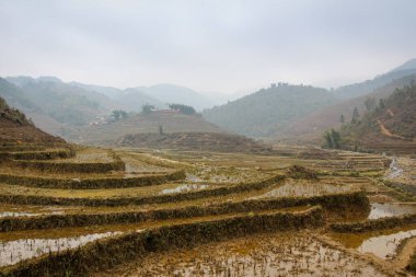 Kuzey Vietnam, Sapa 'da sisli bir kış sabahı Vietnamlı pirinç terası.