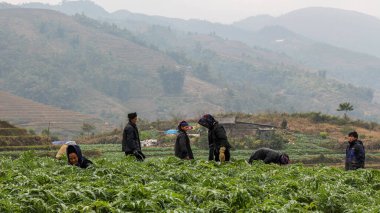 Sapa, Vietnam - 16 Ocak 2014: Hmong Tepesi kabilesi üyeleri pirinç tarlalarında tarlalarda çalışıyorlar