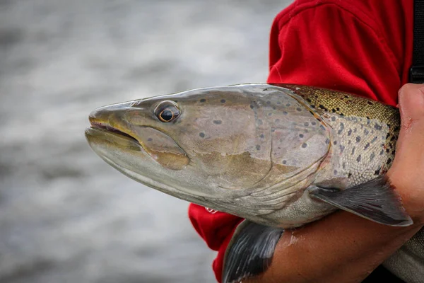 Dünyanın Büyük Somonid Türü Olan Taimen Balığının Başına Yakın Çekim — Stok fotoğraf