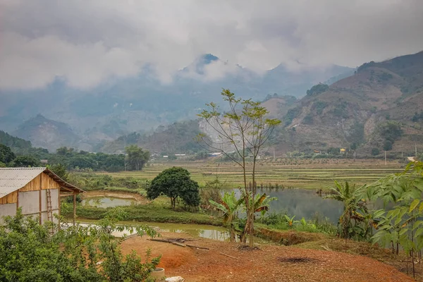 Arroz Arrozal Lago Invierno Sapa Vietnam Con Montañas Cerrado Fondo — Foto de Stock