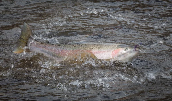 A steelhead, rainbow trout hooked on a fly, fighting for freedom on the surface, British Columbia Canada