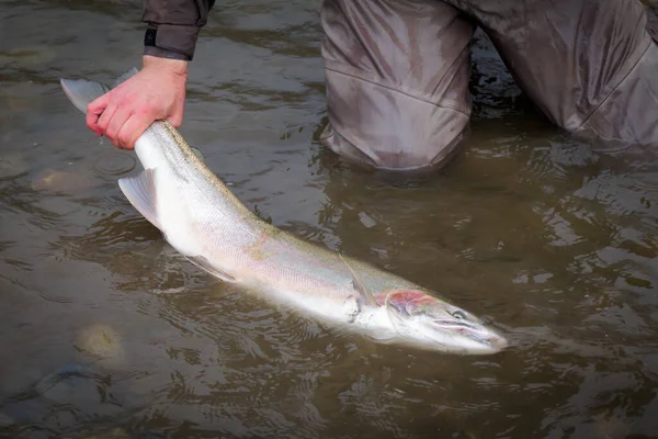 Beautiful Pink Steelhead Rainbow Trout Held Tail Its Head Water — Stock Photo, Image