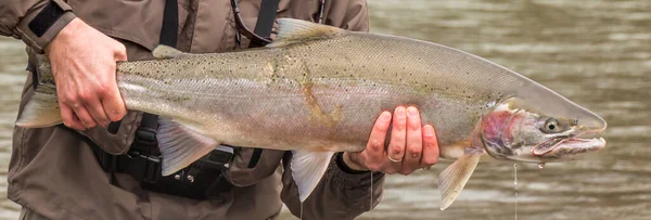 Frisch Angelaufene Männliche Quellsteelhead Regenbogenforelle Mit Einer Räubernarbe Aus Dem — Stockfoto