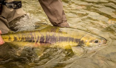 A green and yellow coloured Chum salmon, about to be released back into the river by a fisherman. clipart